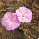 Convolvulus erubescens Sims resmi