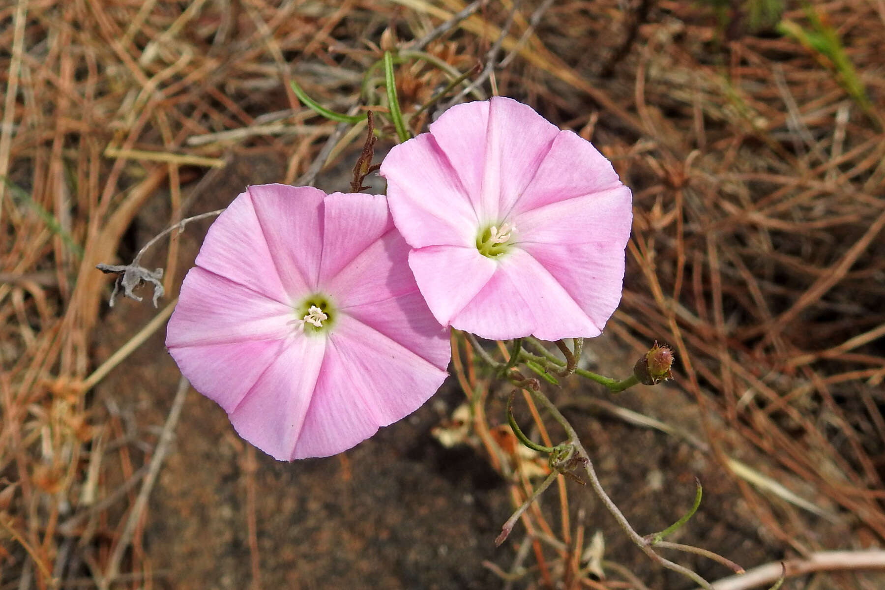 Image de Convolvulus erubescens Sims