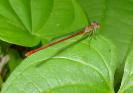 Image of Firetails