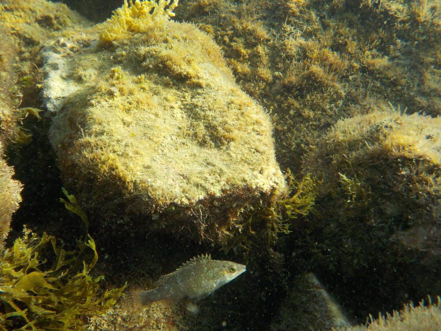 Image of Grey Wrasse