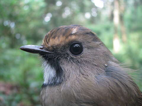 Image of White-gorgeted Flycatcher