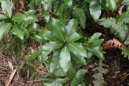 Image of Pseudowintera axillaris (J. R. & G. Forst.) Dandy