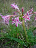 Image of Candy-striped crinum