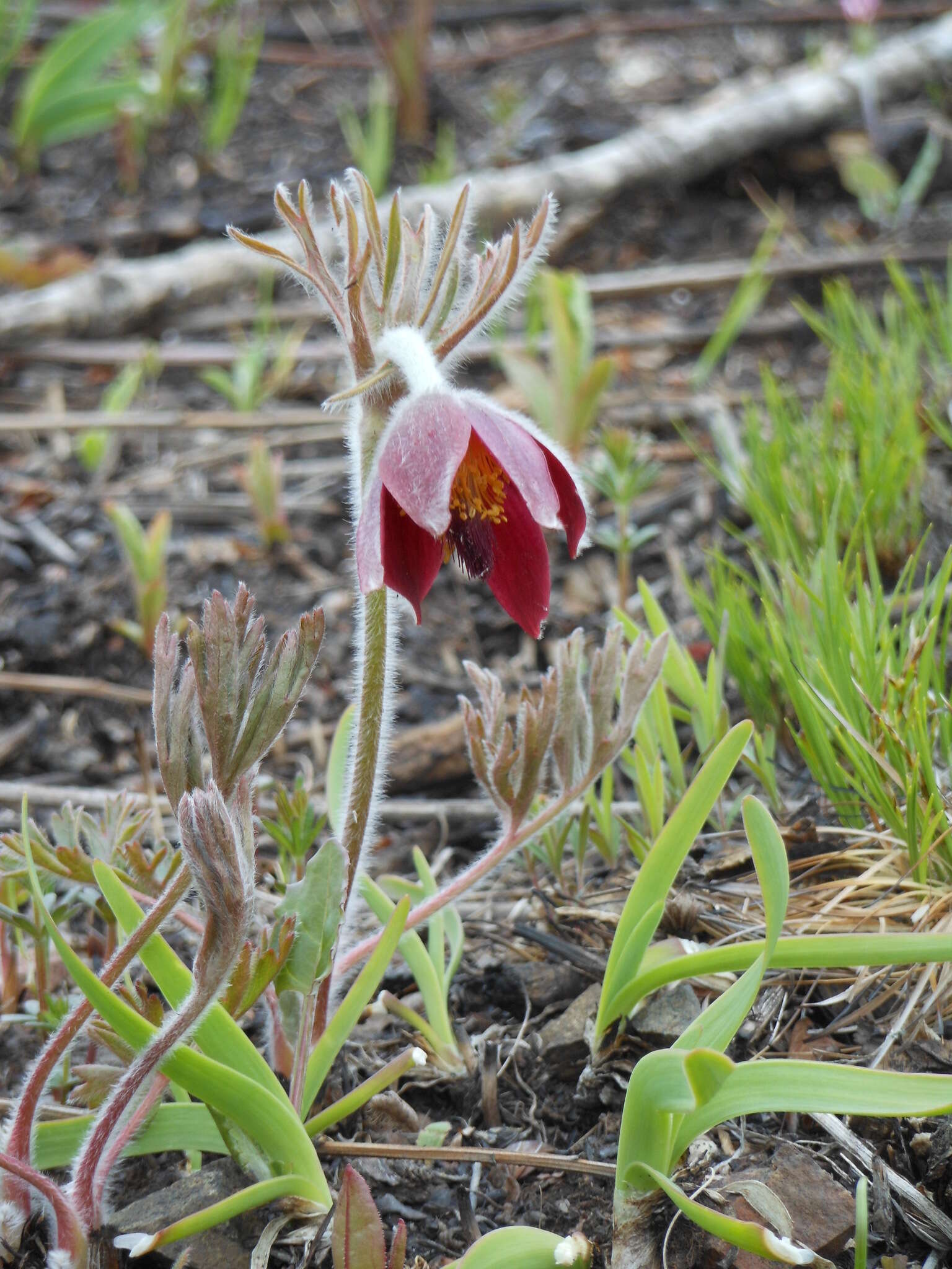 Image of narrow-leaf pasque-flower