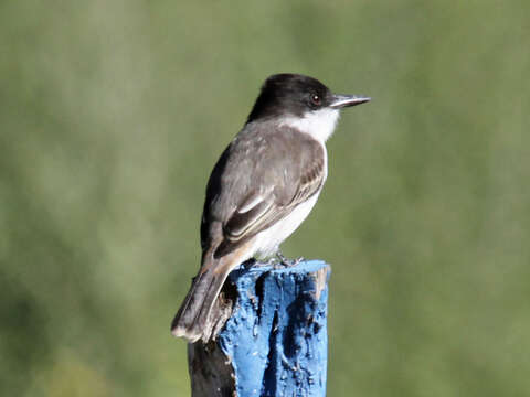 Image of Loggerhead Kingbird