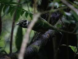 Image of Black-eared Catbird