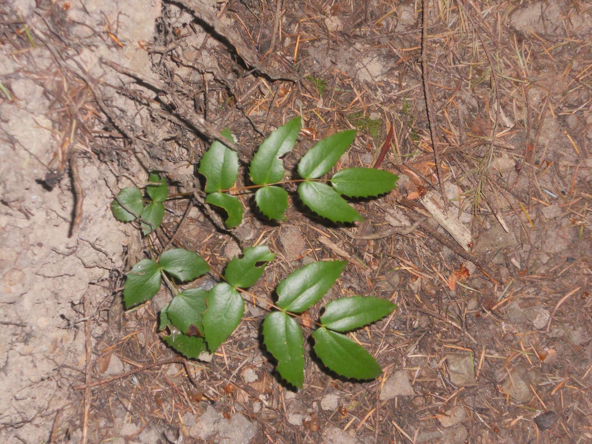 Image of Cascade Oregon-Grape