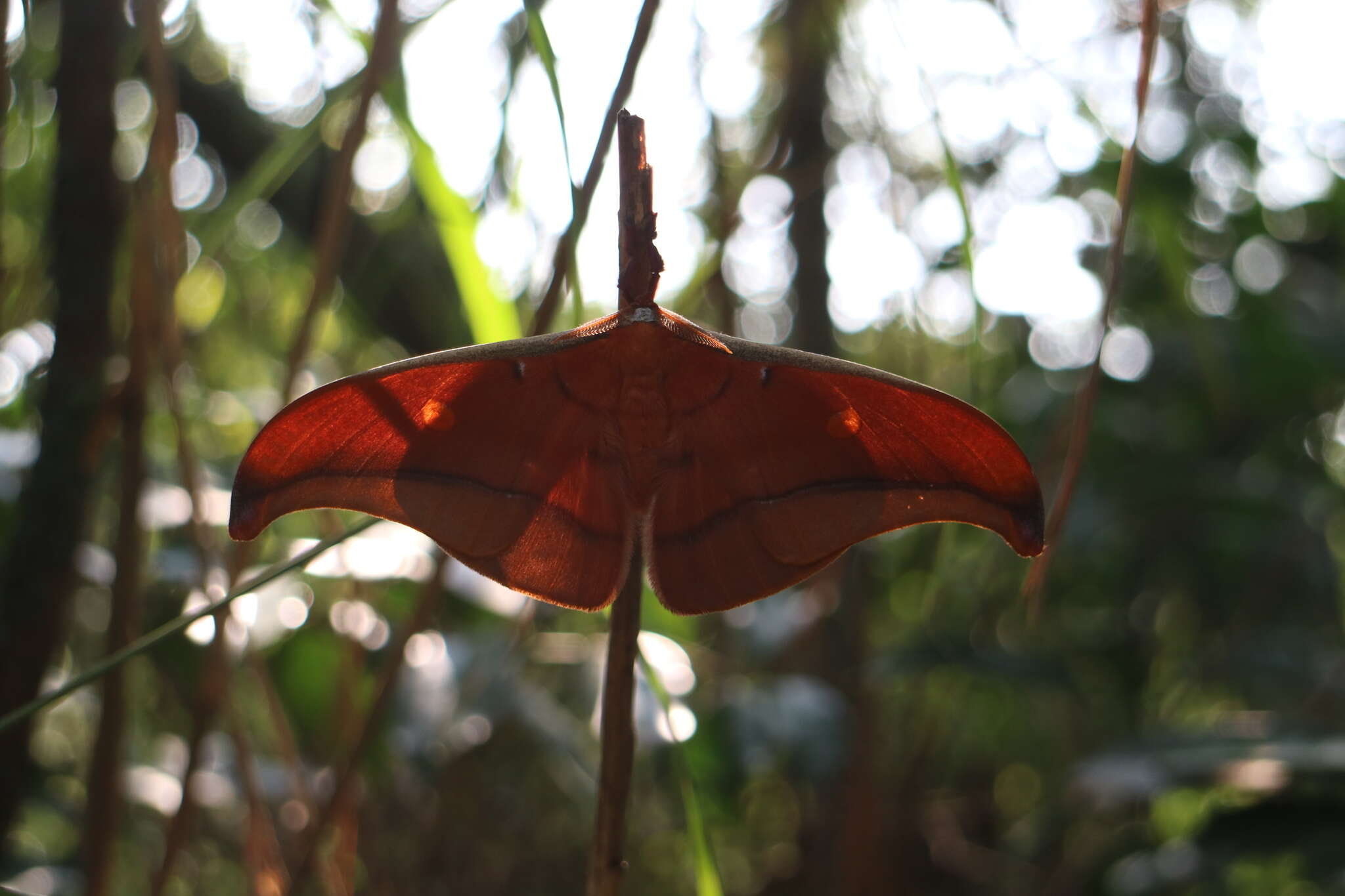 Antheraea formosana Sonan 1937的圖片