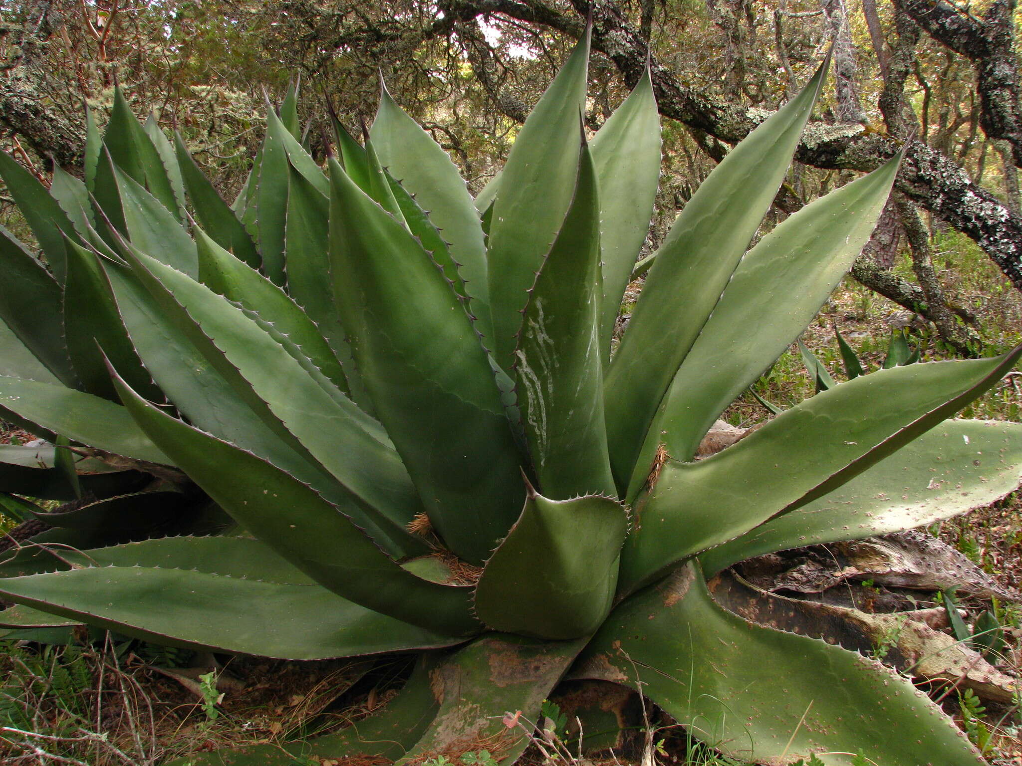 Слика од Agave salmiana subsp. crassispina (Trel.) Gentry