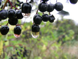 Image of Black Currant