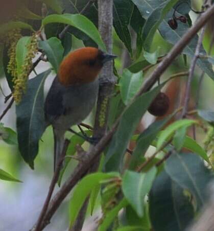 Image of Fulvous-headed Tanager
