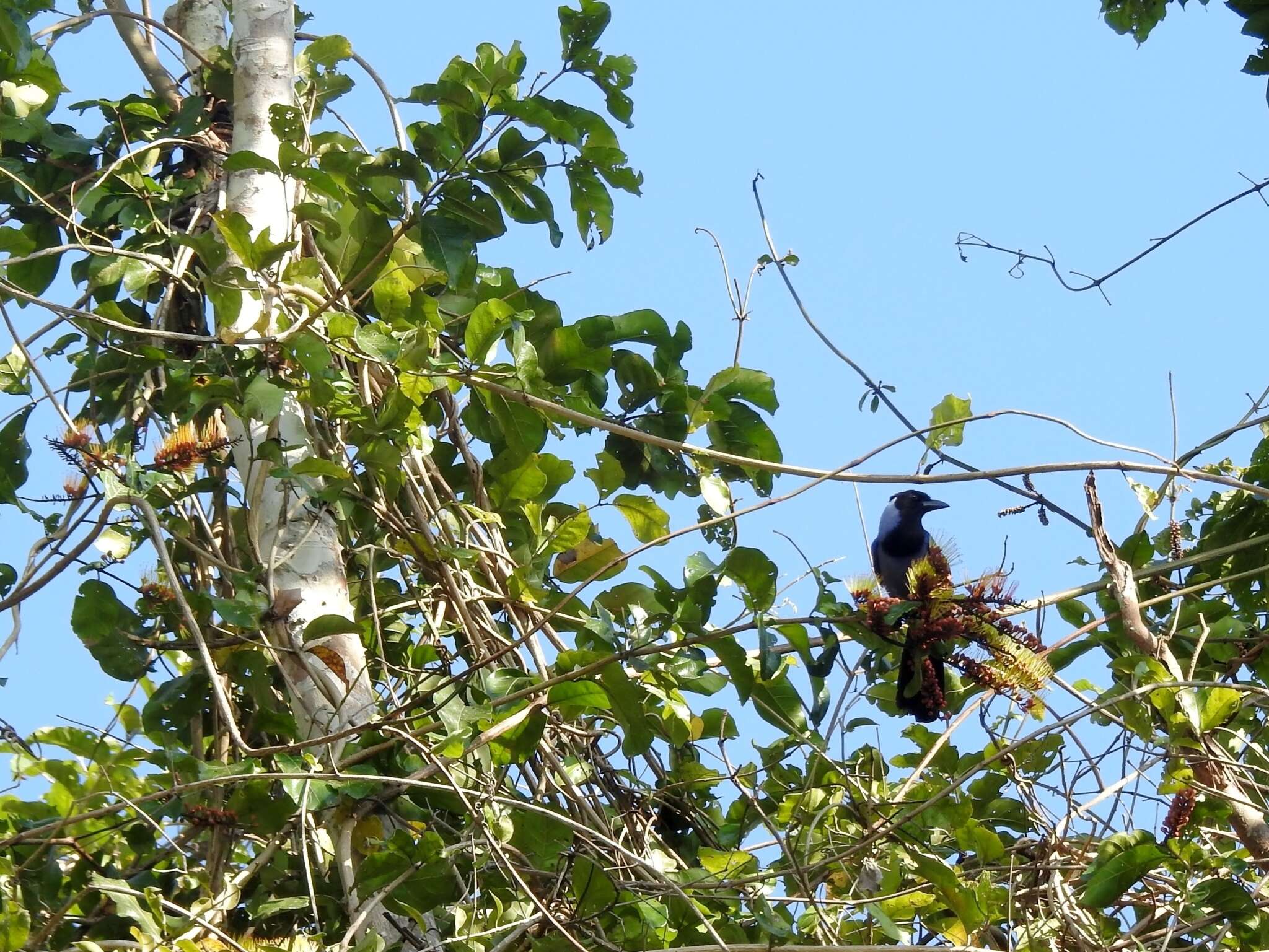 Cyanocorax violaceus Du Bus de Gisignies 1847 resmi