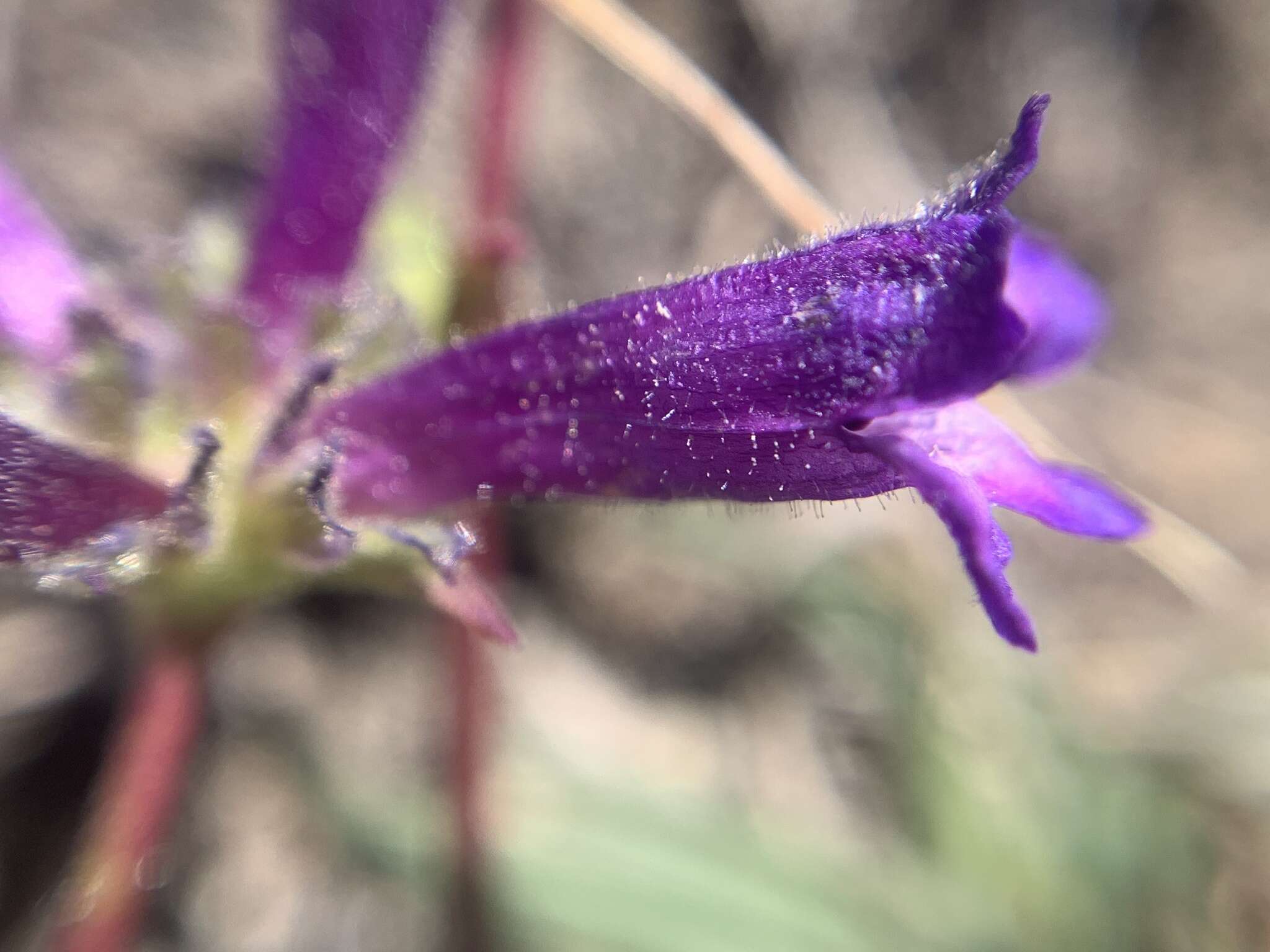 Image of Penstemon heterodoxus var. heterodoxus