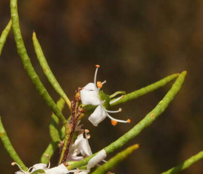 Image de Philotheca deserti (E. Pritz.) Paul G. Wilson