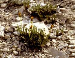 Image de Thelesperma subnudum A. Gray