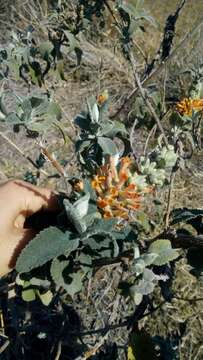 Image of Buddleja tubiflora Benth.