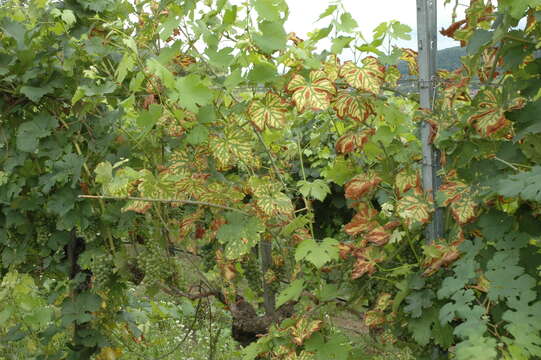 Image of wine grape