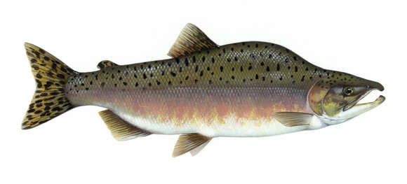 Image of Pink Salmon