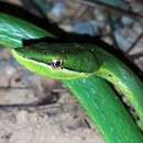 Image of Pointed snake