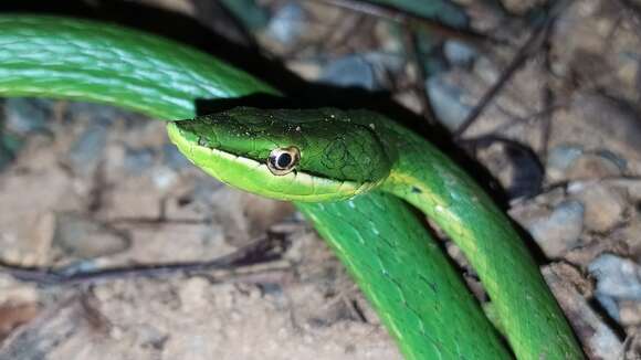 Image of Catesby's Pointed Snake