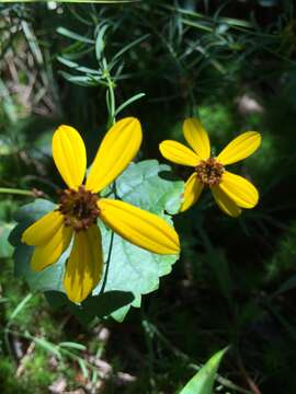 Image of woodland tickseed