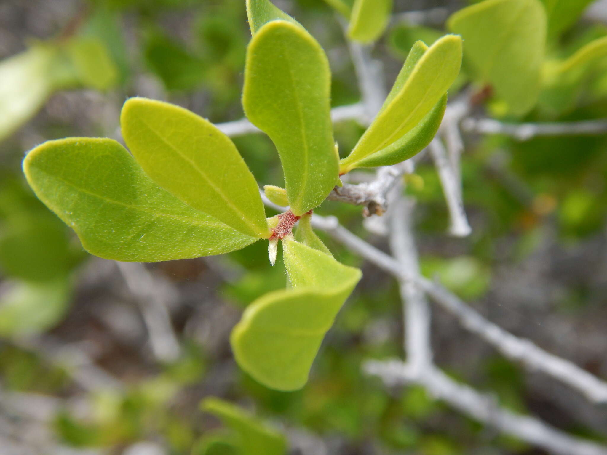 Diospyros intricata (A. Gray) Standl.的圖片