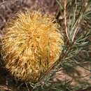 Sivun Banksia leptophylla A. S. George kuva