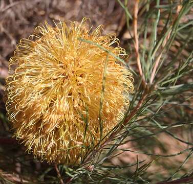 Image of Banksia leptophylla A. S. George