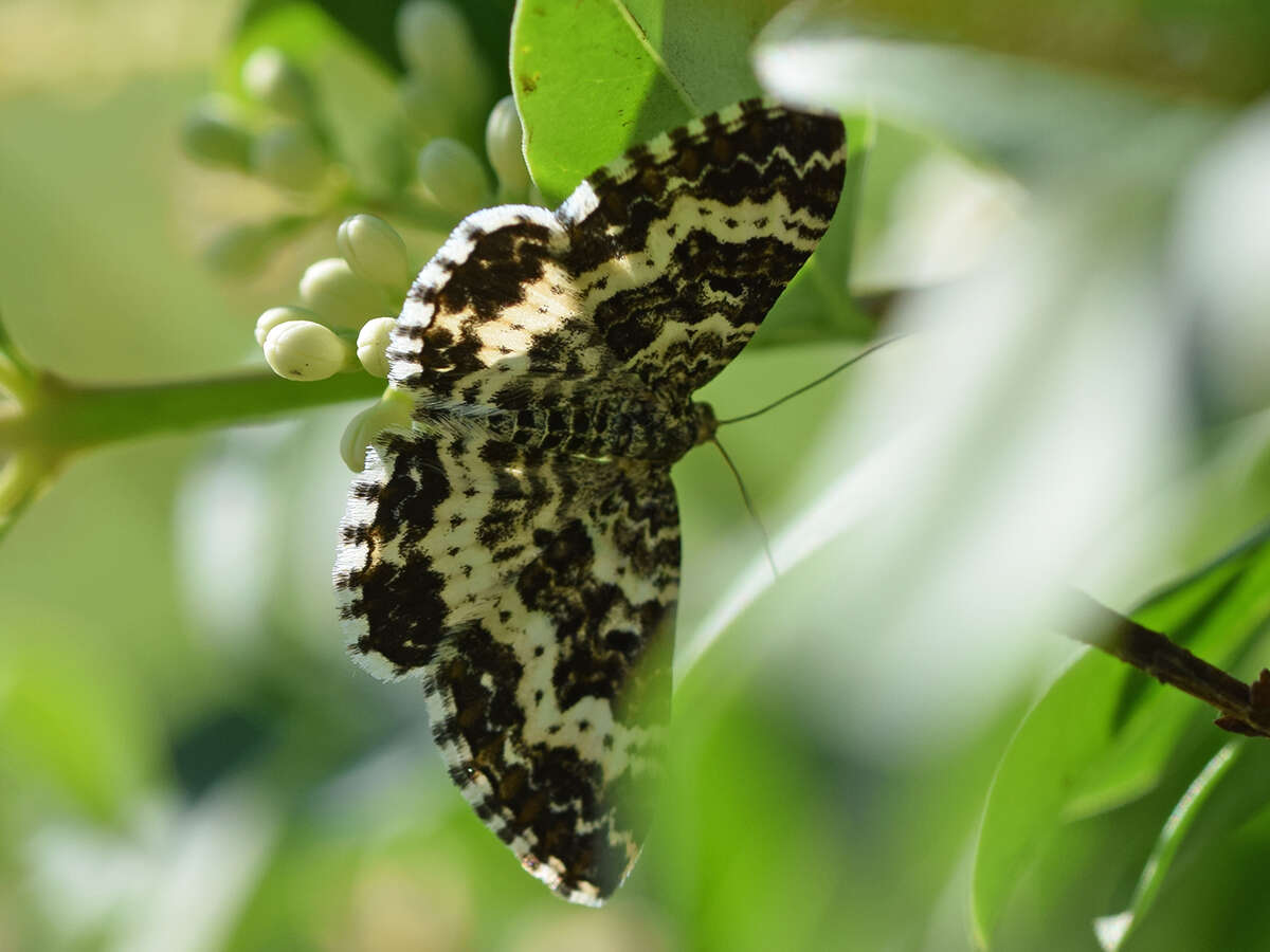 Слика од Epirrhoe tristata Linnaeus 1758