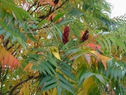 Image of staghorn sumac