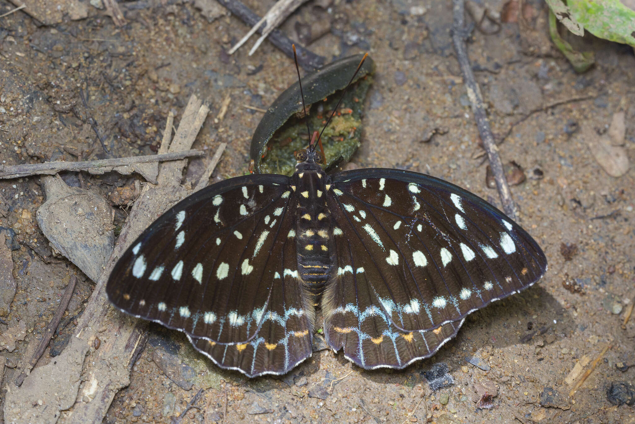 Imagem de Lexias pardalis dirteara