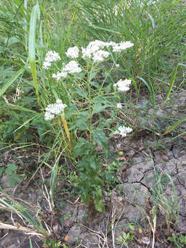 Image of lateflowering thoroughwort