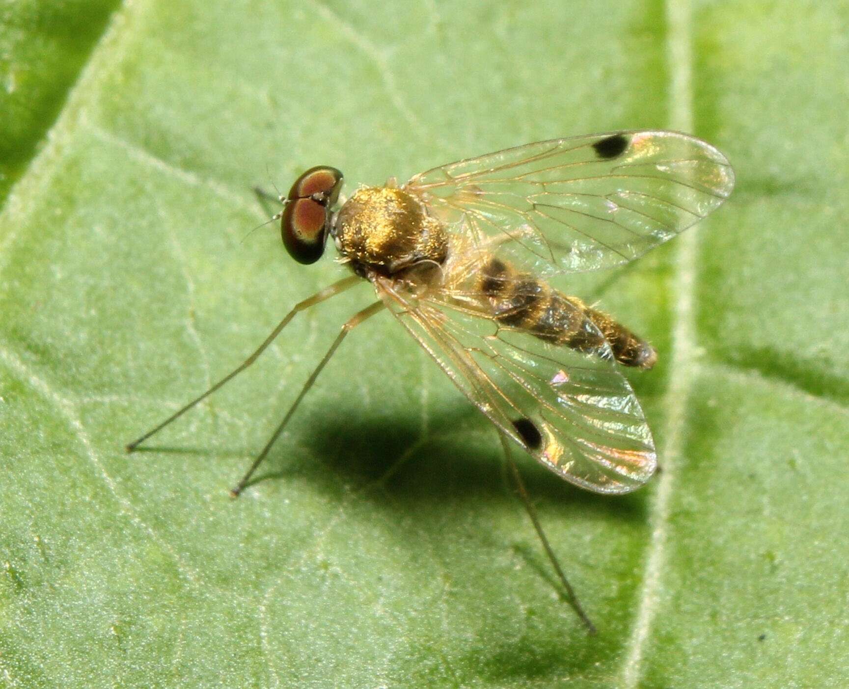 Image of Chrysopilus modestus Loew 1872