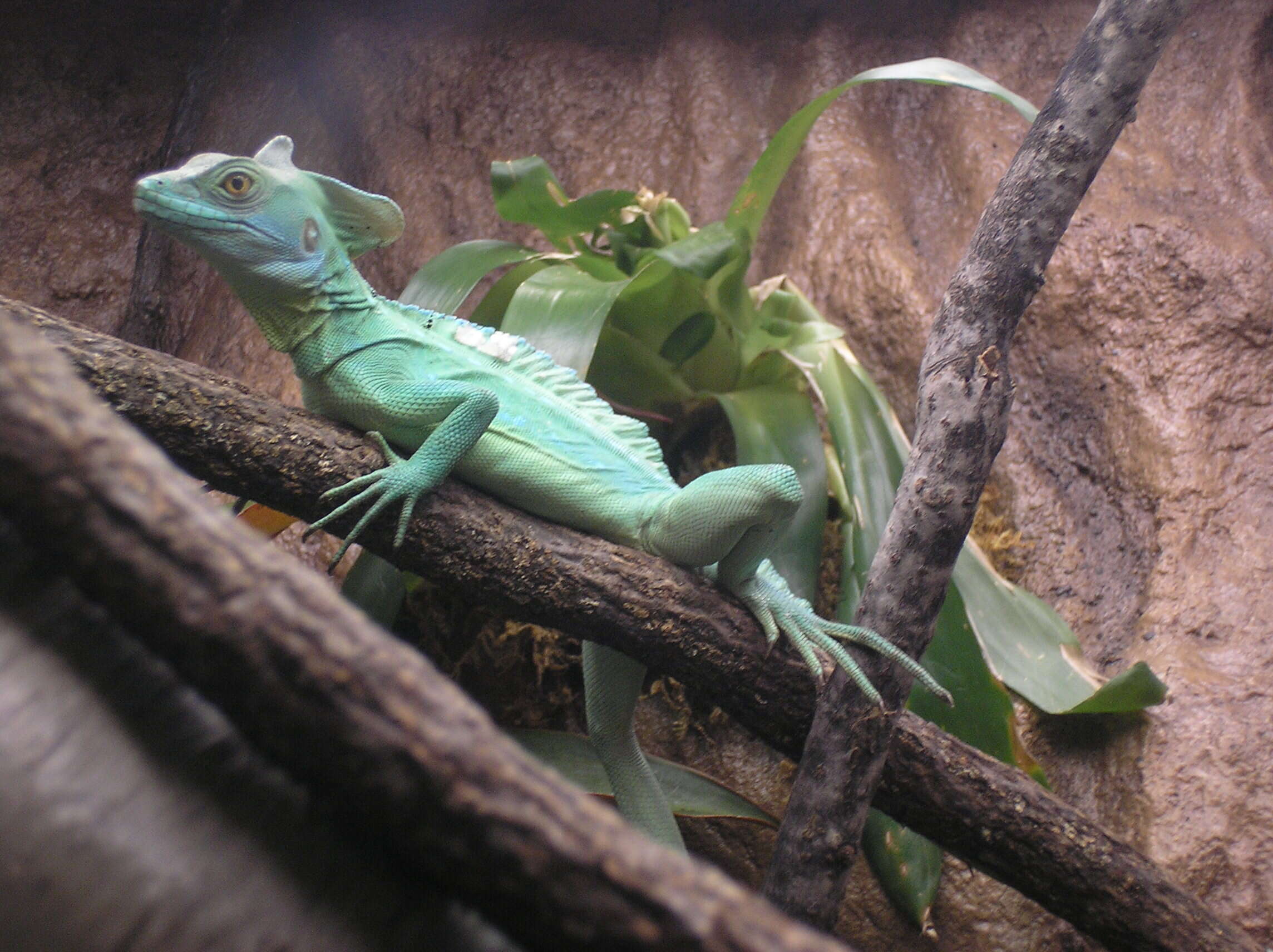 Image of Green Basilisk