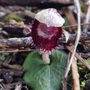 Image of Toothed helmet orchid