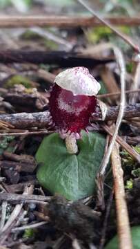 Image of Toothed helmet orchid