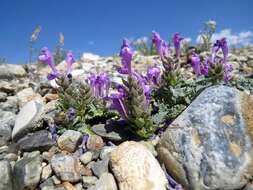 Image de Scutellaria grandiflora Sims