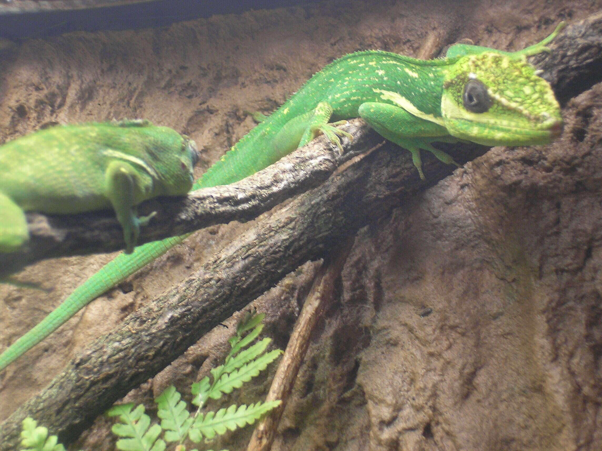 Image of Cuban Giant Anole