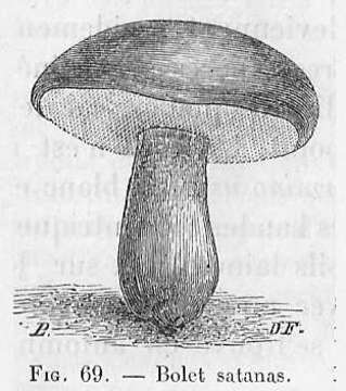 Image of Devil's bolete