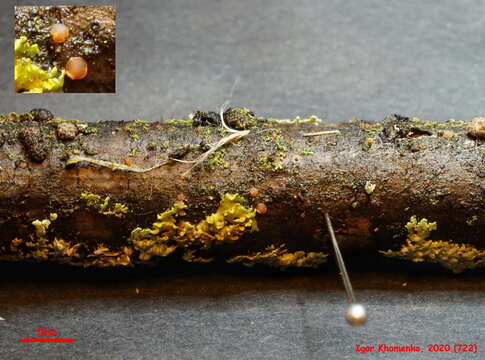 Image of Helicogonium orbiliarum Baral & G. Marson 1999