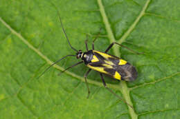 Image of Grypocoris sexguttatus (Fabricius 1777)