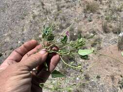 Image of slimleaf bean