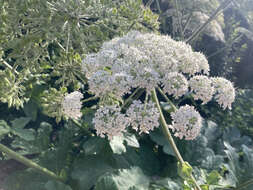 Image of Heracleum platytaenium Boiss.