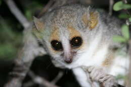 Image of Gray-brown Mouse Lemur