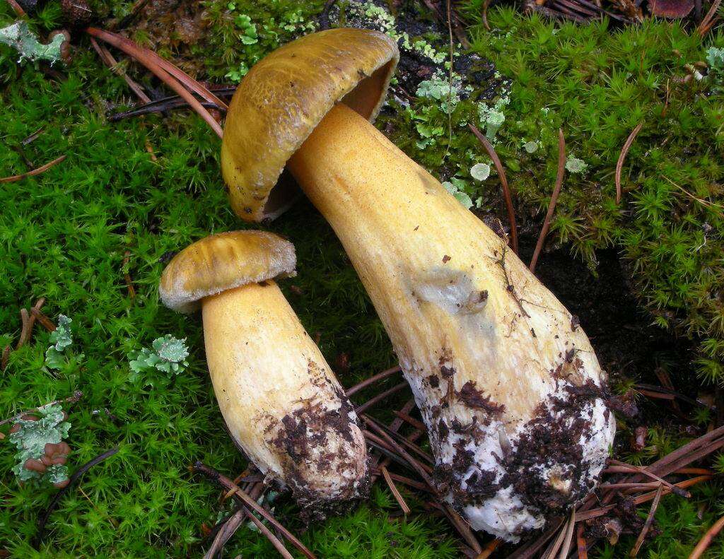 Image of Suillus tomentosus Singer 1960