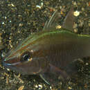 Image of Cardinal fish