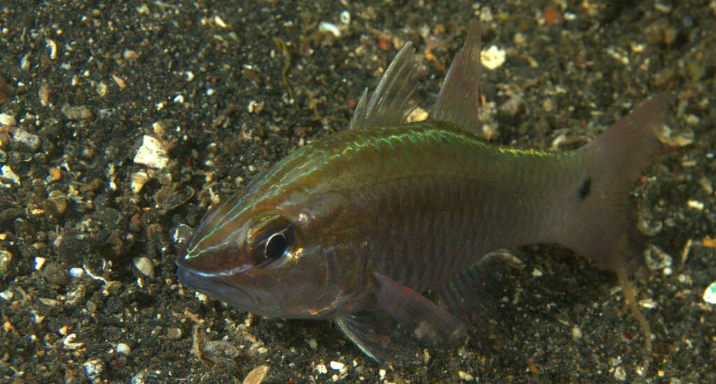 Image of Cardinal fish