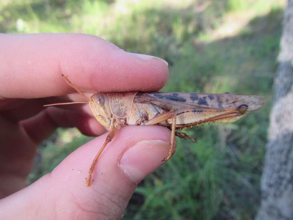 Austracris proxima (Walker & F. 1870) resmi