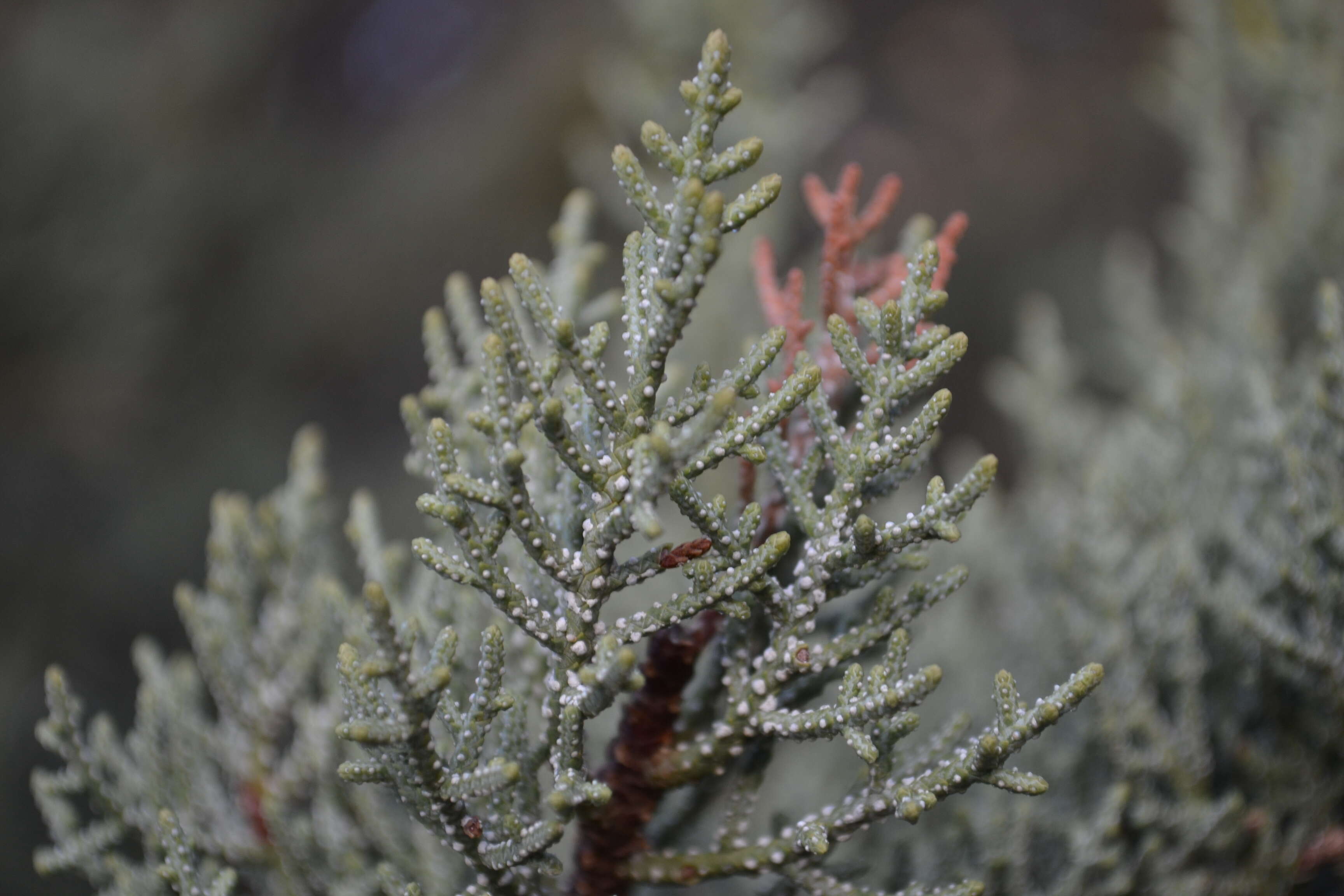 Image of Paiute cypress