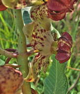 Image of Pachycarpus natalensis N. E. Br.
